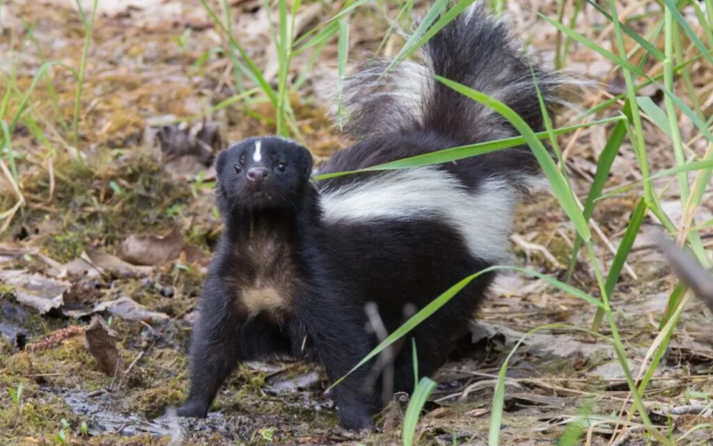 What Are Skunks Good For? All You Need To Know