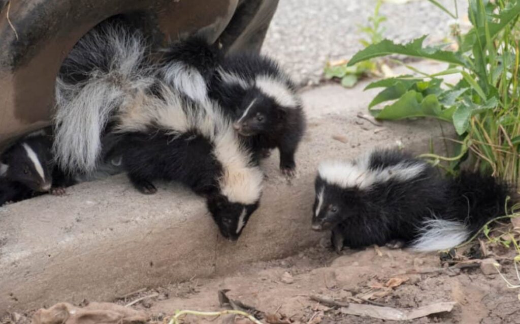 Do Skunks Burrow Underground? All You Need To Know