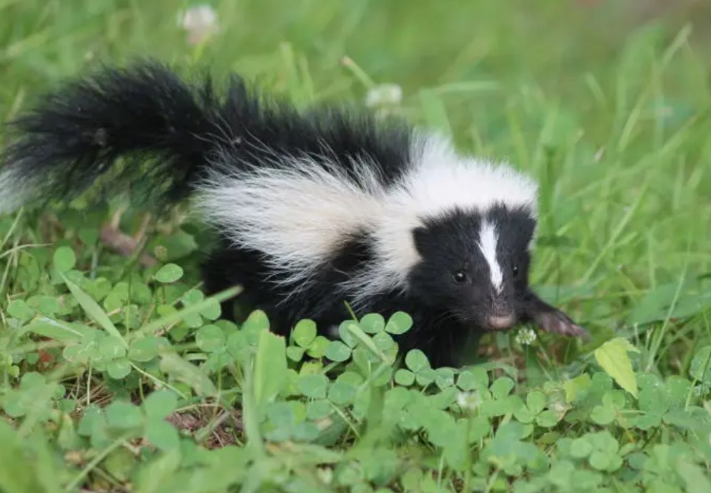 Do Skunks Eat Bees? All You Need To Know