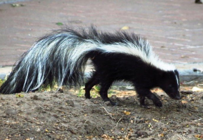 Do Skunks Eat Slugs? All You Need To Know