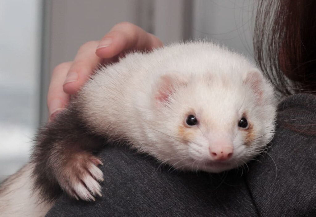 Will A Ferret Kill A Rat? Everything You Must Know