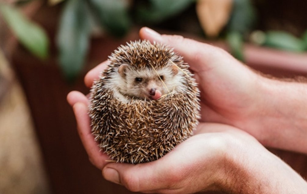 Do Female Hedgehogs Have Periods? Answered