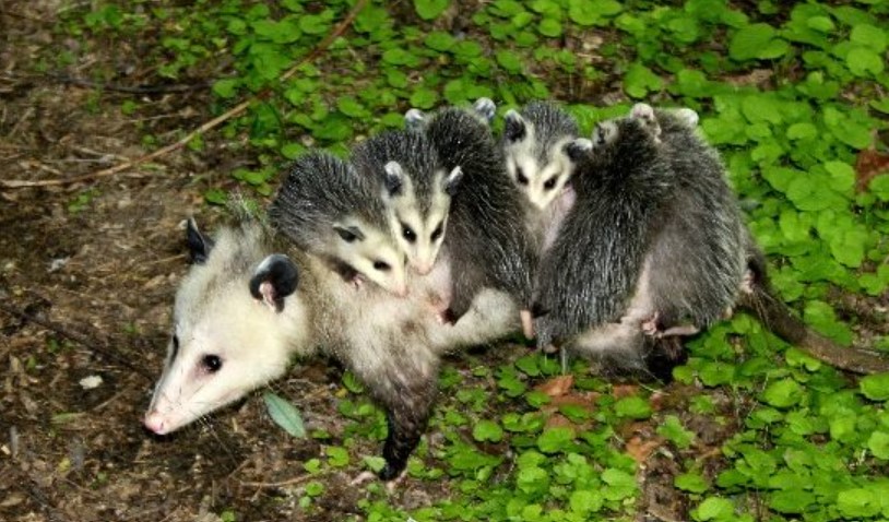 Do Opossums Fight Each Other? Answered