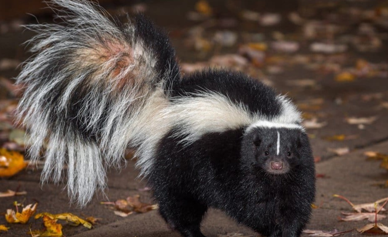 Do Skunks Kill Possums? All You Need To Know