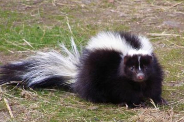 What Are Skunks Good For? All You Need To Know