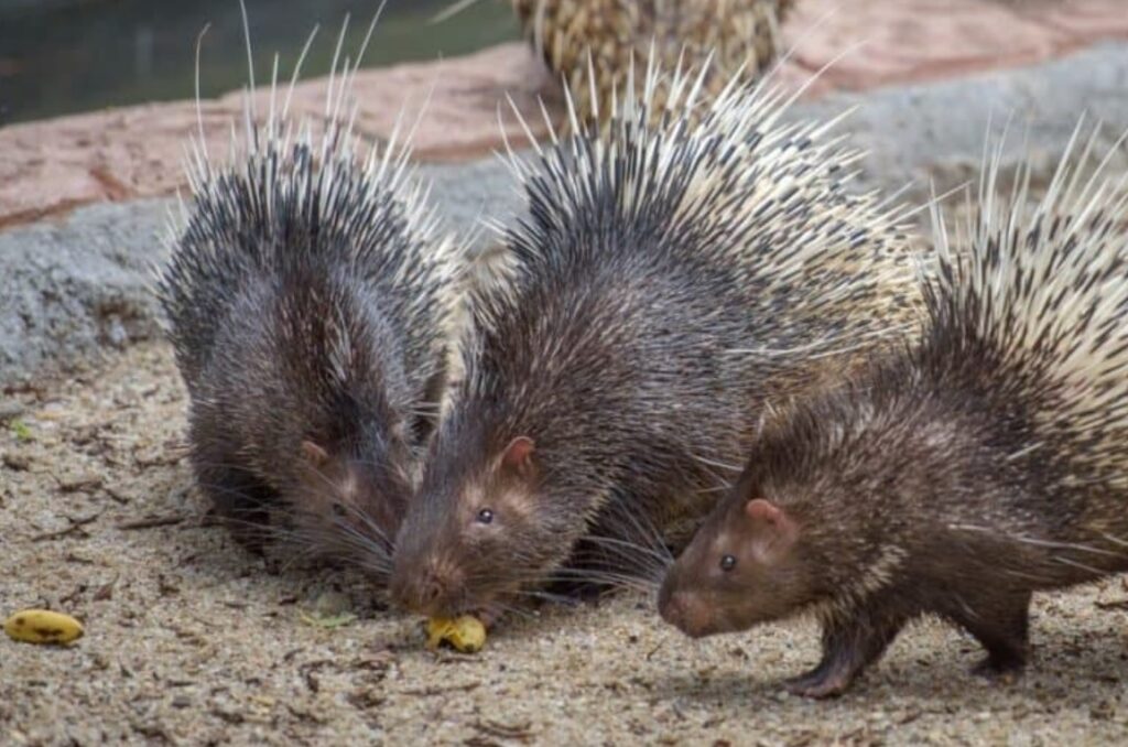 What Do Porcupines Eat