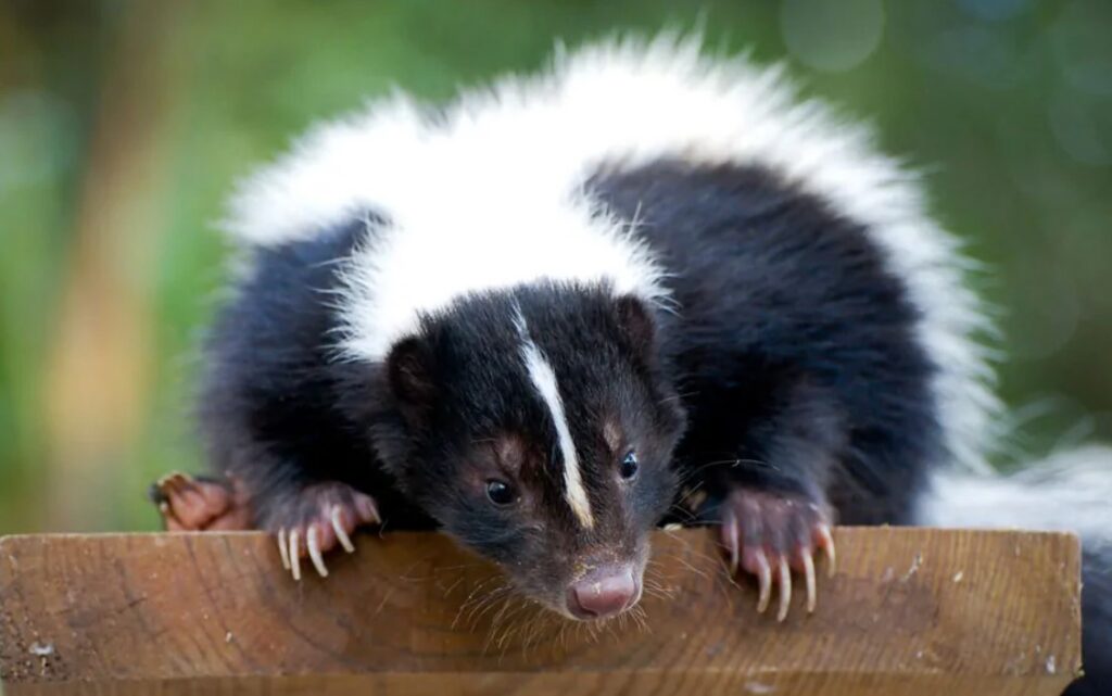 Will Skunks Eat Rat Poison? Quick ANswer