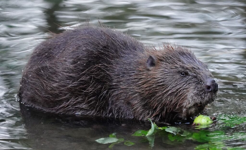 Are Beavers Rodents Or Mammals? Quick Answer