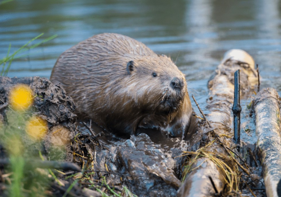 Beavers | Habitat, Size, & Facts