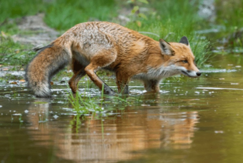 Can A Fennec Fox Swim? All You Need To Know