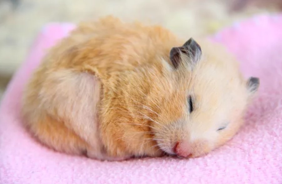 Can A Hamster Get Pregnant By Itself? Is It Possible?