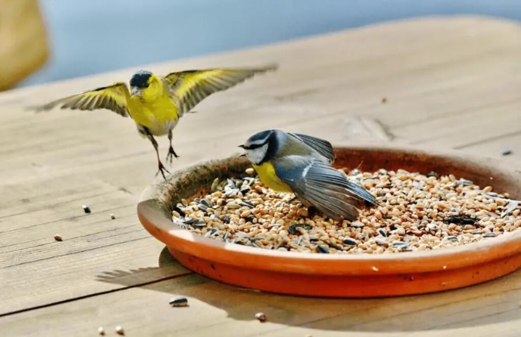 Can Birds Eat Hamster Food? Quick Answer