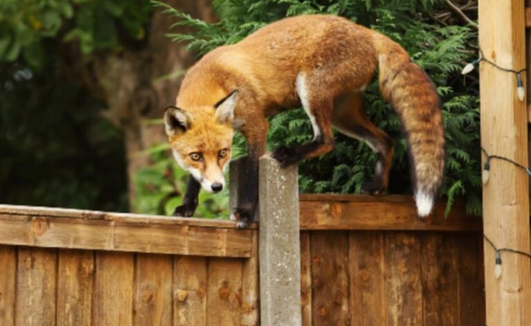 Can Foxes Climb Trees And Fences? Quick Answer