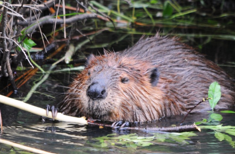 Are There Beavers In Georgia? All You Need To Know