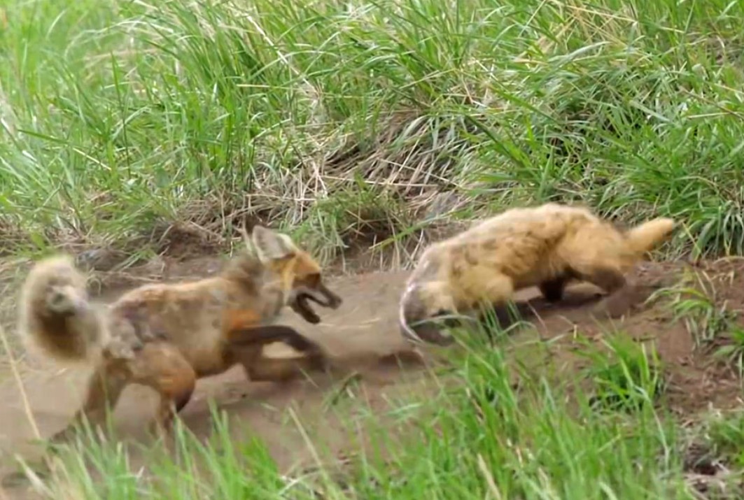 Do Foxes Eat Weasels? Quick Answer