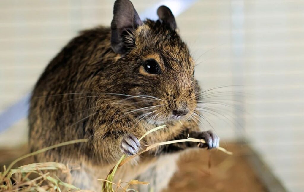 Essential Grooming and Hygiene for Degus