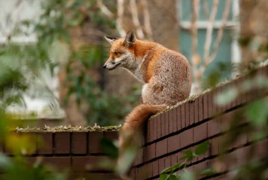 Can Foxes Climb Trees And Fences? Quick Answer