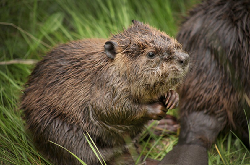 How Smart Are Beavers? Basic Beaver Biology