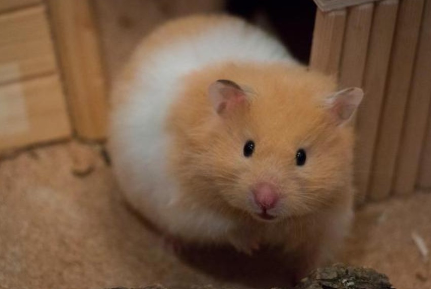 Can A Hamster Get Pregnant By Itself? Is It Possible?