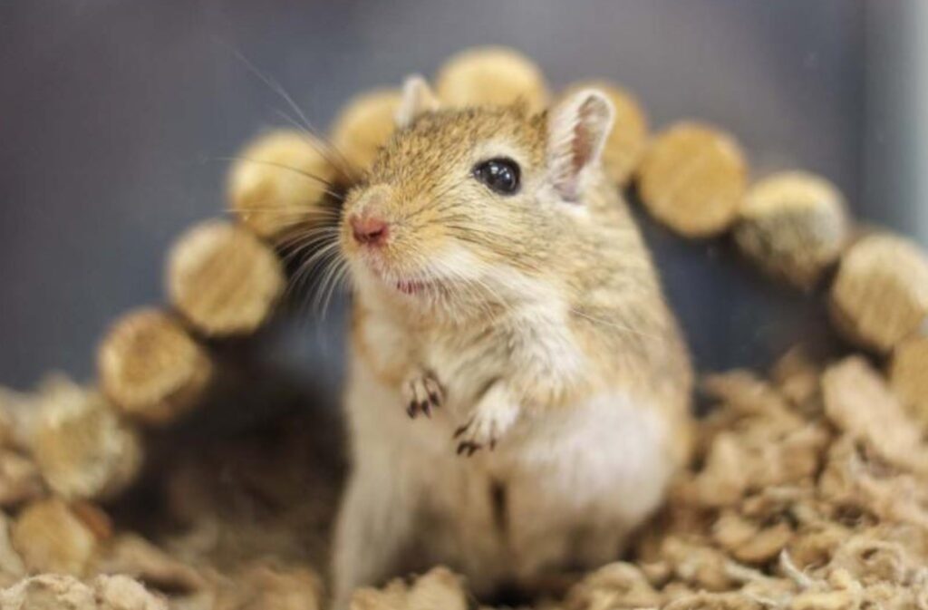 How Can Gerbils Shed Their Tails? Explained