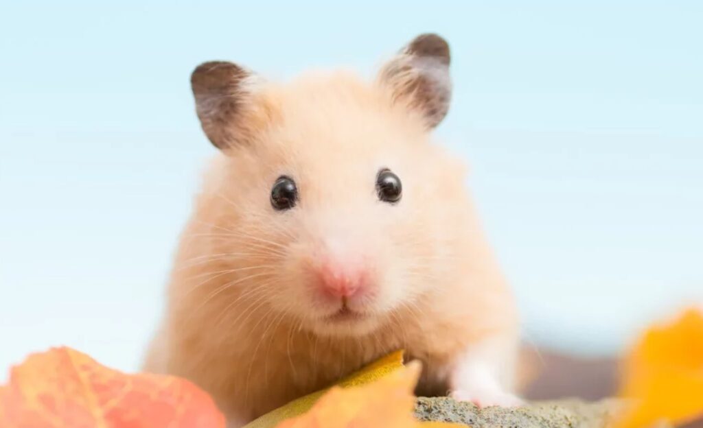 How Much Does It Cost To Cremate A Hamster? Answered