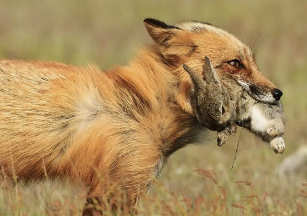 Does Fox Eat Rabbits? Quick Answer