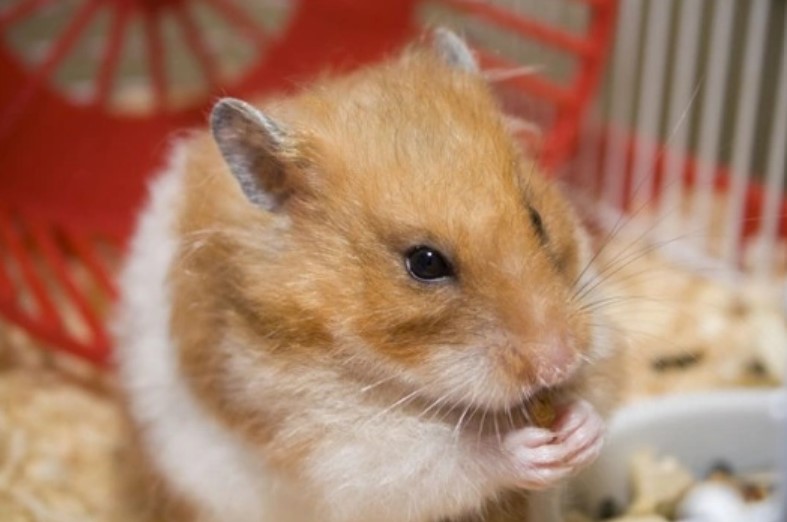 Can A Hamster Get Pregnant By Itself? Is It Possible?