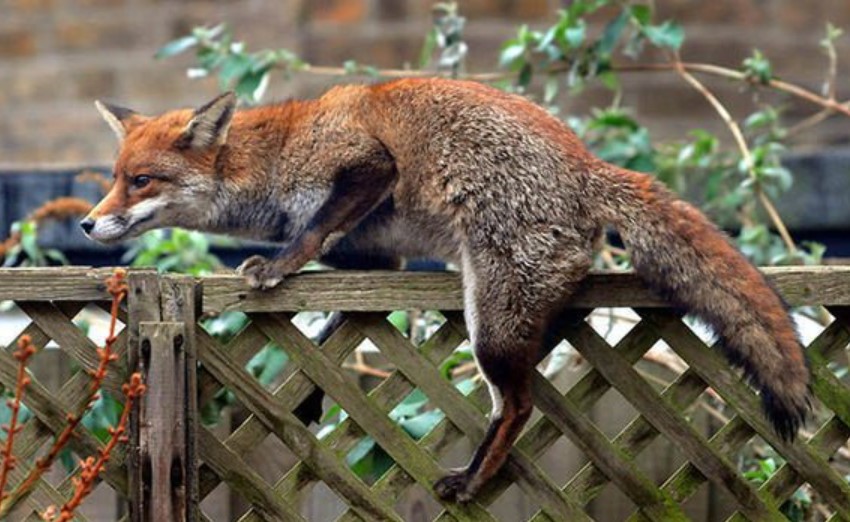 Can Foxes Climb Trees And Fences? Quick Answer