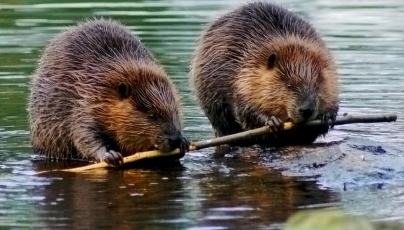 What Do Beavers Eat? (Summers And Winters)