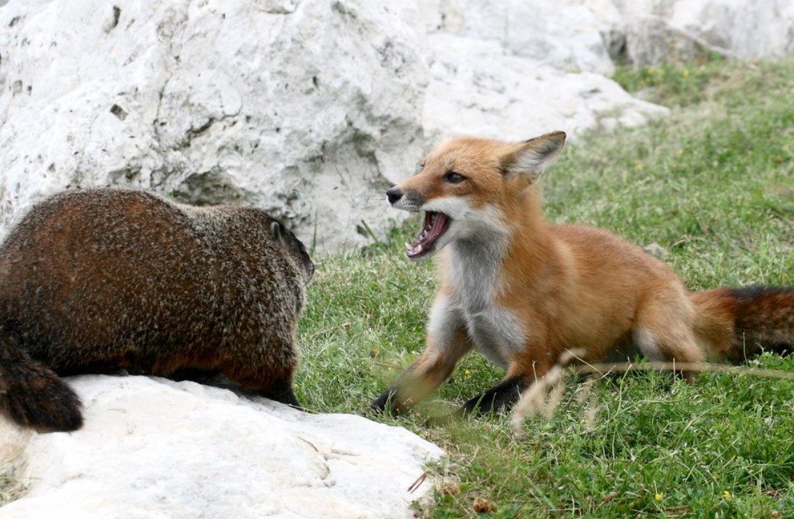 deadly prey groundhog day