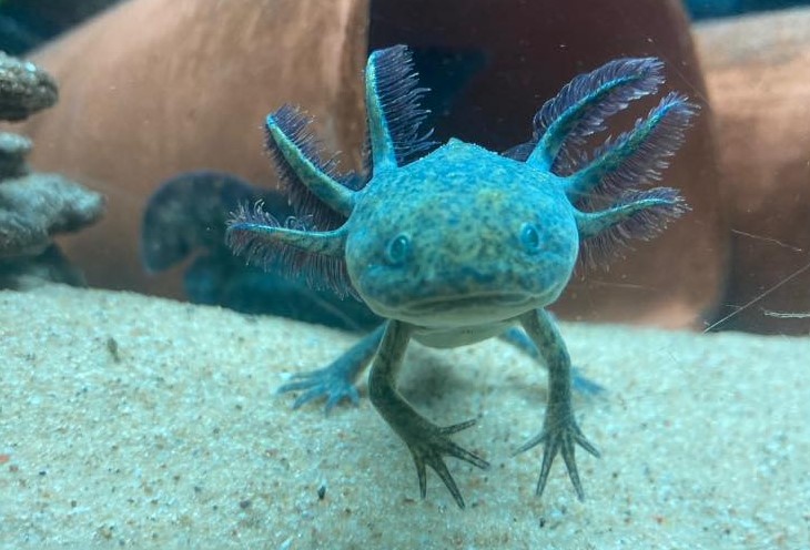 Are Blue Axolotls Real? All You Need To Know