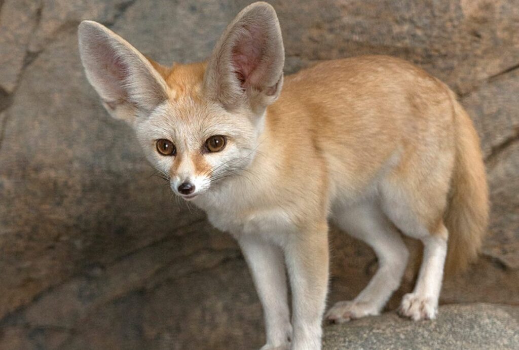 Are Fennec Foxes Endangered? Quick Answer