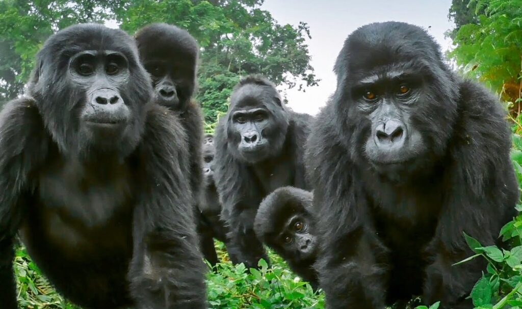 Are Gorillas And Monkeys Related? Answered