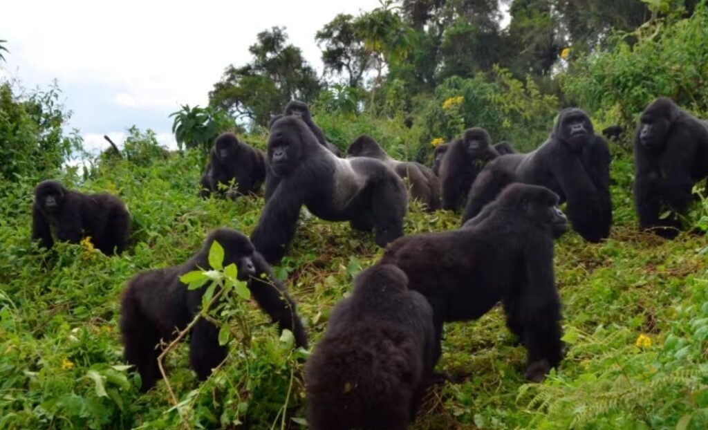 Are There Gorillas In Asia? Quick Answer