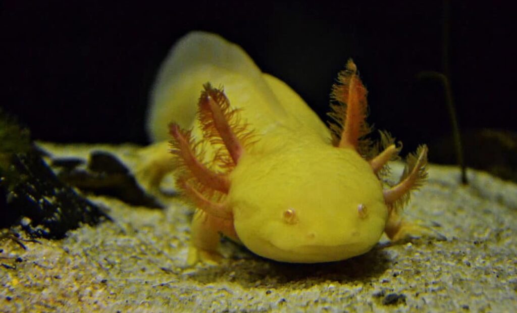 Is A Axolotl A Gecko? Quick Answer