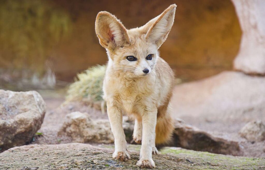 Do Snakes Eat Fennec Foxes? Is It Possible?