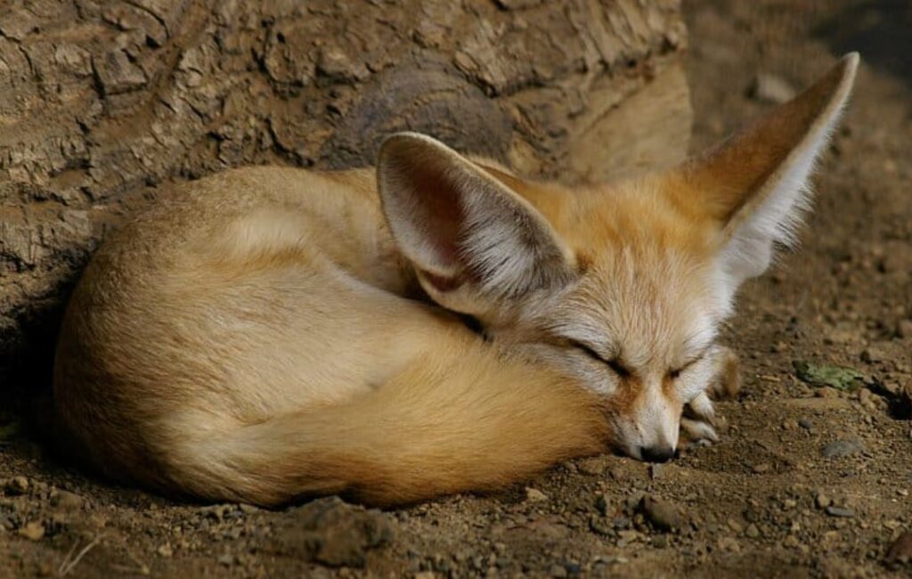 Are Fennec Foxes Endangered? Quick Answer