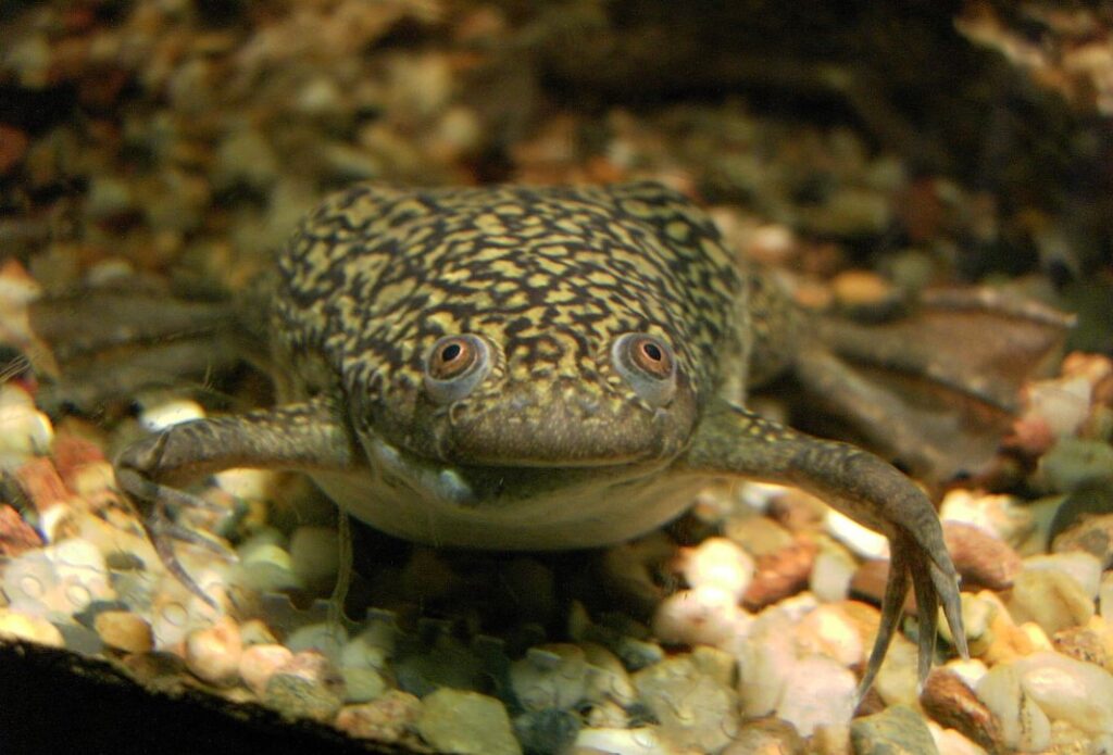 Can Axolotls Live With African Dwarf Frogs? Answered