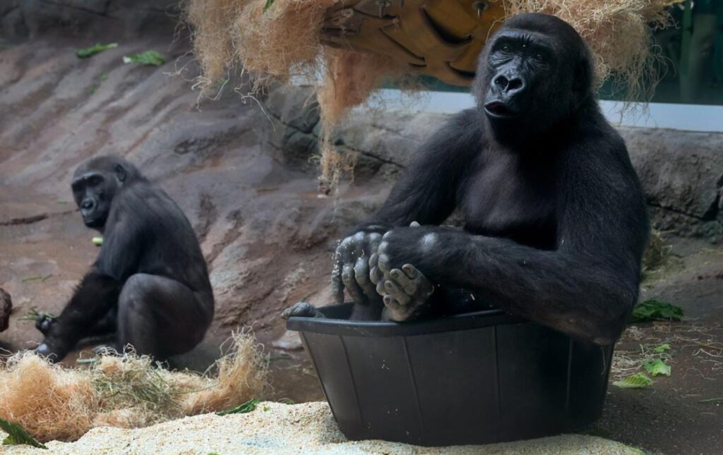 Can Gorillas Learn Sign Language? Answered