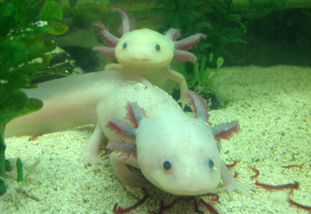 Can Guppies Live With Axolotls? All You Need To Know