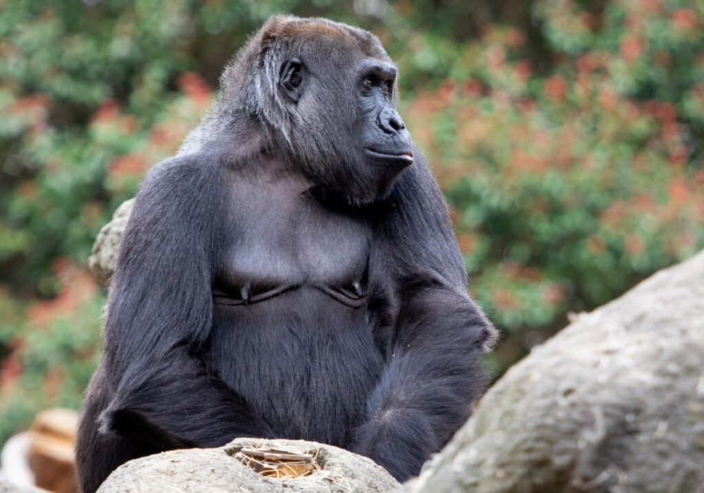 How Intelligent Are Gorillas? All You Need To Know