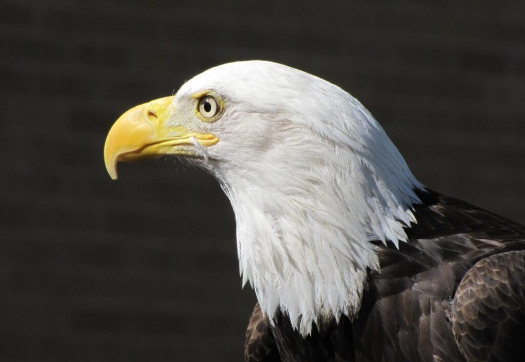 Do All Bald Eagles Have White Heads? Quick Answer