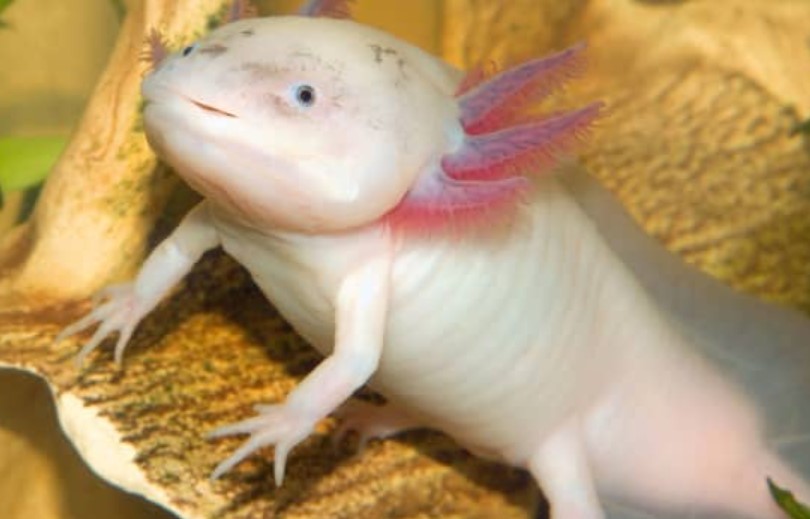 Do Axolotl Bites Hurt? Quick Answer