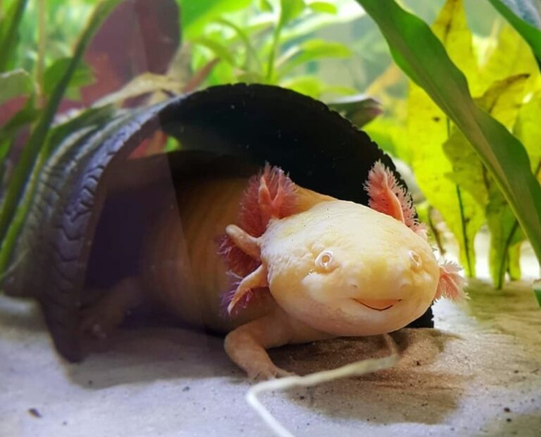 Do Axolotls Have Tongues? A Comprehensive Guide