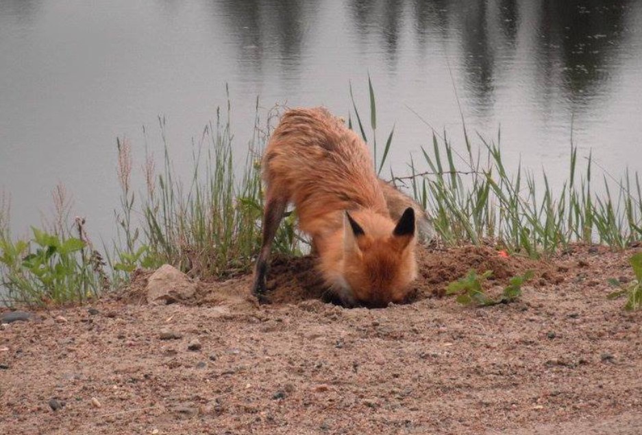 Do Foxes Eat Turtles? Everything You Need To Know