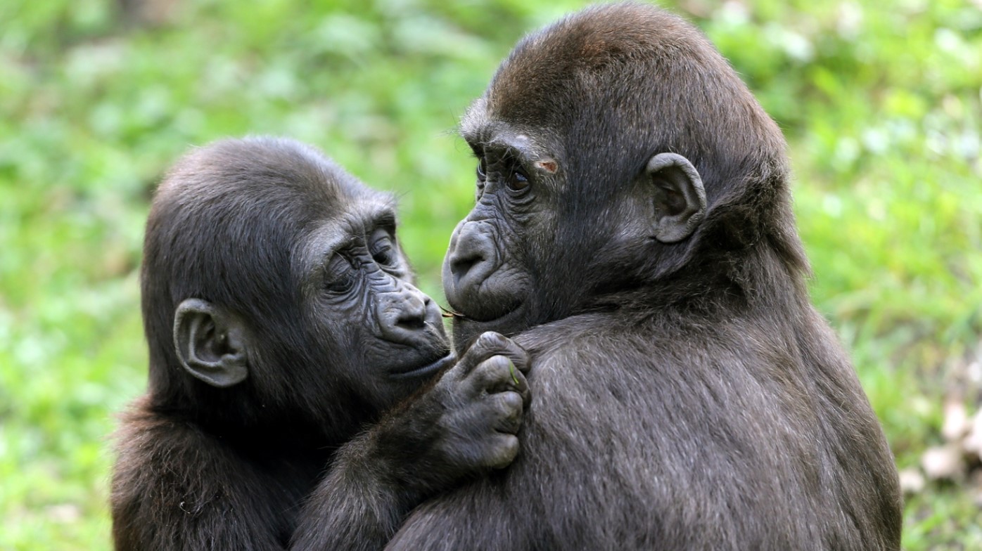 Do Gorillas Show Affection By Kissing? Answered