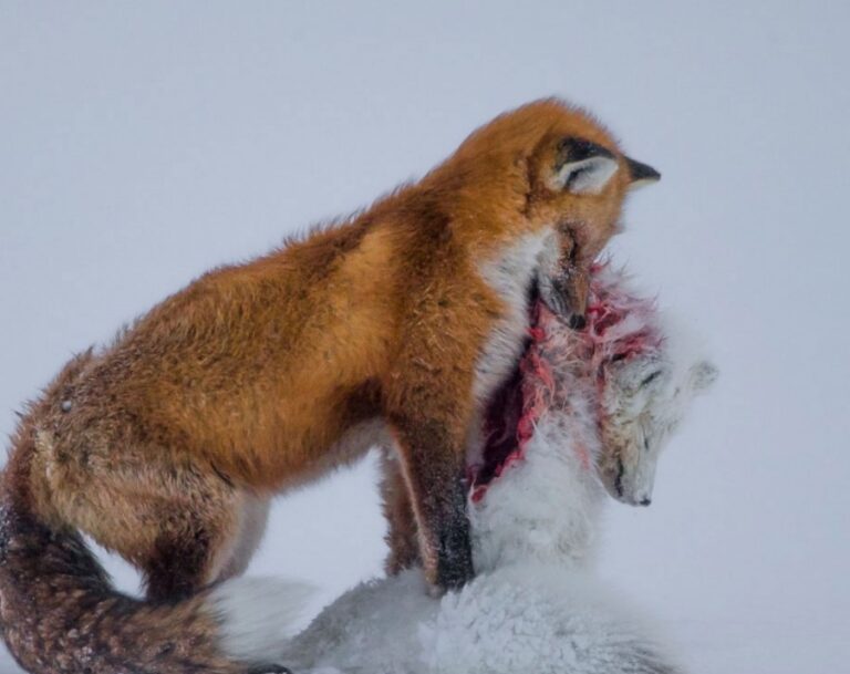 Do Red Foxes Eat Arctic Foxes? Quick Answer