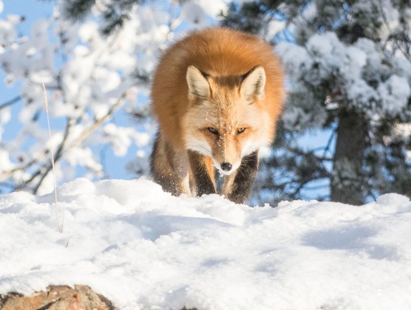 Do Red Foxes Eat Arctic Foxes? Quick Answer