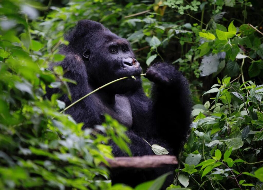 Are There Gorillas In The Amazon Rainforest? Answered