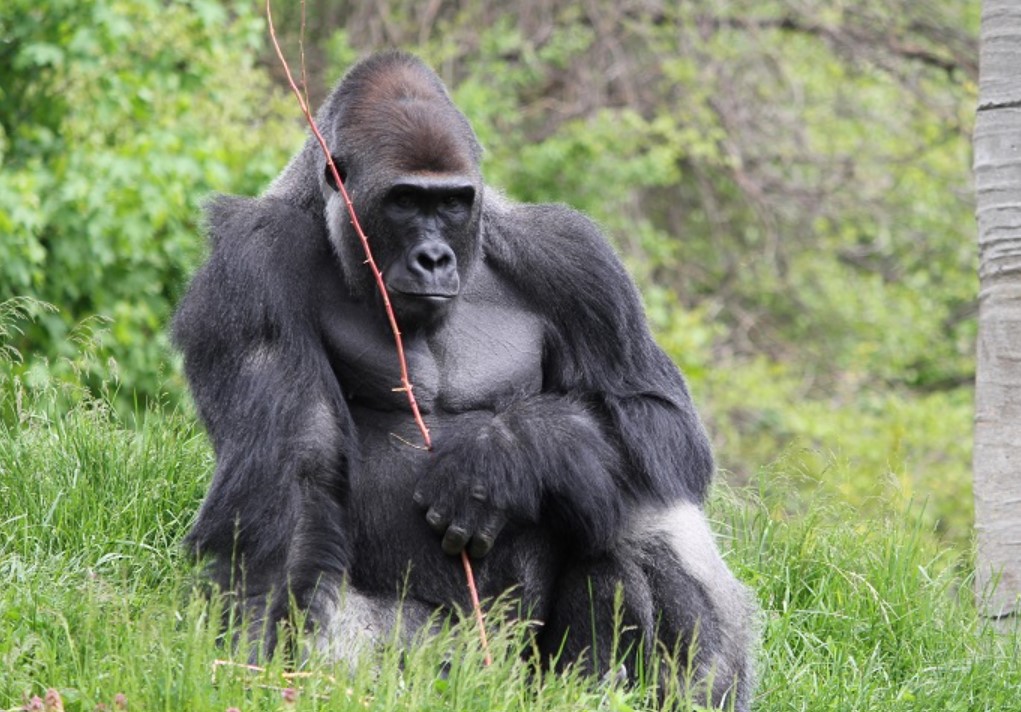 Is A Gorilla A Primate? All You Need To Know